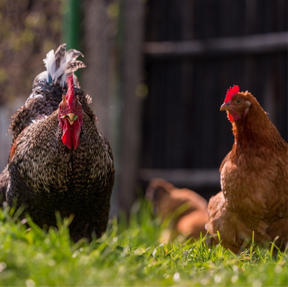 shot-of-a-colorful-and-patterned-rooster-and-a-bro-2023-11-27-05-29-51-utc